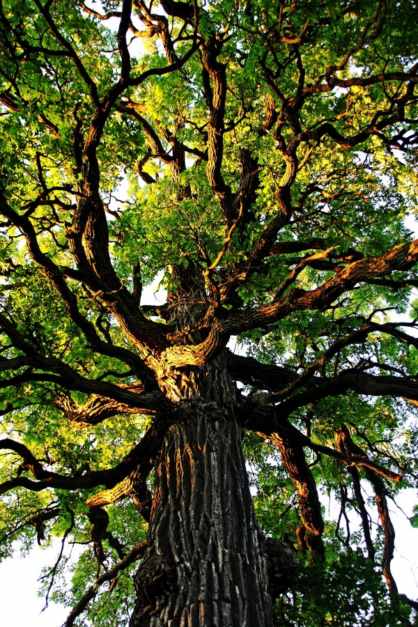 The Mighty Oak by Deb Oppermann